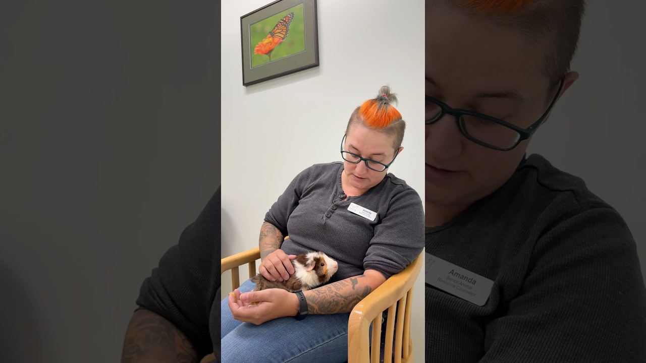 Enlarge Jitterbug-In Foster, a Adoptable Abyssinian in Springfield, MA video 5/5