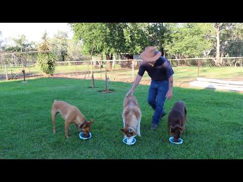 Food Etiquette 05 - Feeding Multiple Dogs