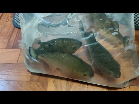 Vlog #323  22 July 2020  Arowana Community Tank