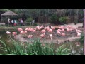 Flamingos At The San Diego Safari Park HD