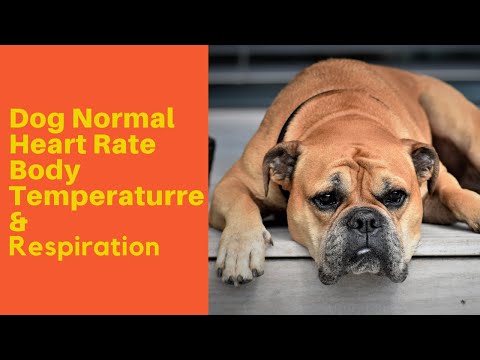 Dog Normal Heart Rate, Body Temperature, & Respiration