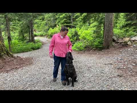 7.7.20 driving bites