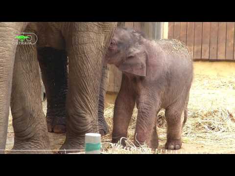 Nejmenší slon v Ostravě dostal jméno
