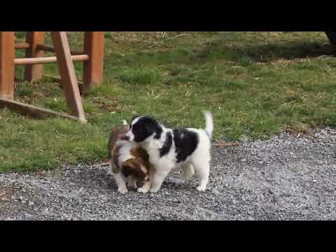 Sheltie Mix Puppies For Sale