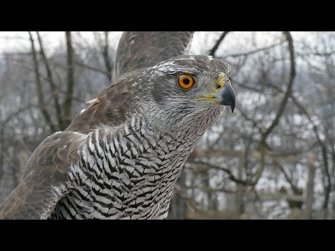 Jastreb vrhunski letač i lovac