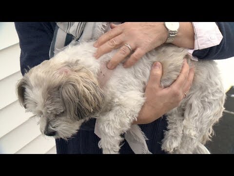 download lagu mp3 mp4 Owl Attacks Dog, download lagu Owl Attacks Dog gratis, unduh video klip Owl Attacks Dog