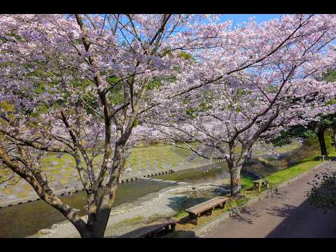 南九州市 岩屋公園流水プールのライブカメラ映像