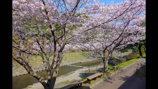 清水岩屋公園の桜