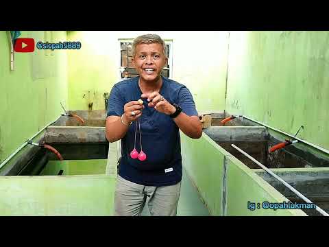 TIPS CARA BERMAIN LATO LATO ‼️OBROLAN SI OPAH SAMA SI MBAH #komedi #ngakak #siopah