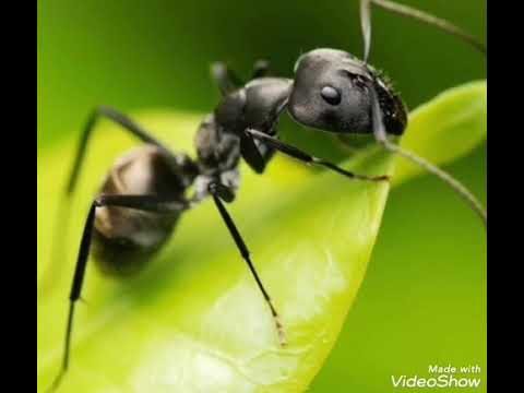 O furnică duce-n spate - Poezie