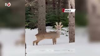 Karla Kaplı Ormanda Karaca Görüntülendi