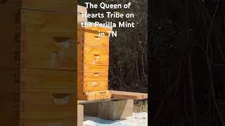 Queen of Hearts Beehive - September 2025 Update