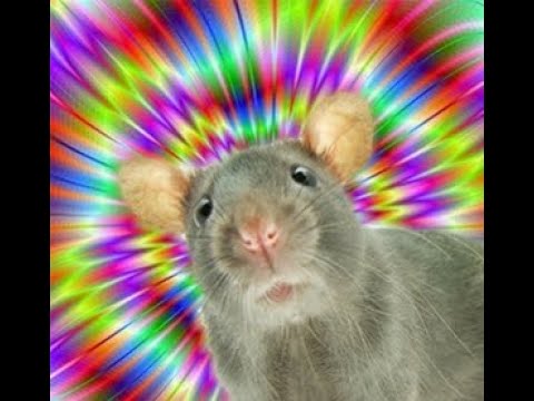 Sobolani de Padure techno x dnb | remix by Matteut