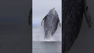 dream of seeing whale in the river #short #dream #whales source : @naturevoice.1