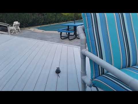 Hammer gets the rat..