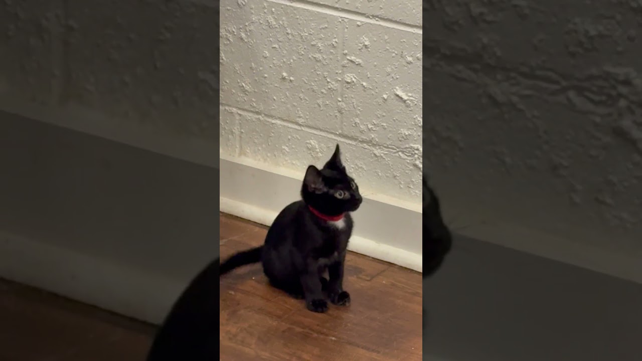 Inky, a Adoptable Domestic Short Hair in Beaufort, SC video 6/6