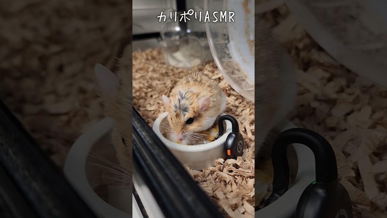 おまんじゅうの体重 #マカロニマウス