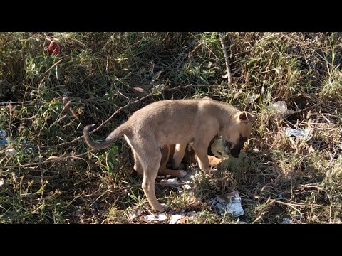 Dog Puppy-Cute Barking
