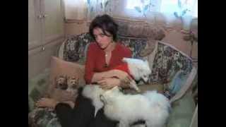 Отрывок из программы "Добрый вечер, животные!"