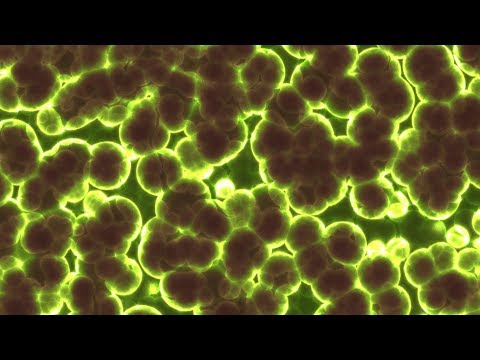 How Energy Flow Shapes The Evolution of Life - Professor Nick Lane