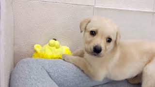 ラブラドールレトリーバーの動画01