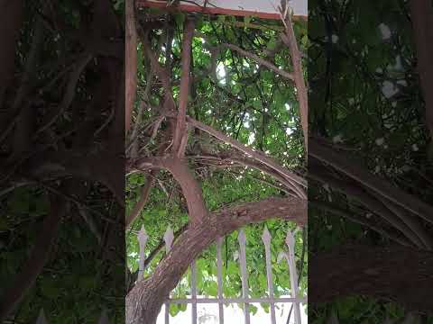 पर्यावरण प्रेमी व्यग्र फाउंडेशन के जयंत सिंह के आवास पर शाम को नन्ही चिड़ियों गौरैयों की चहचहाहट