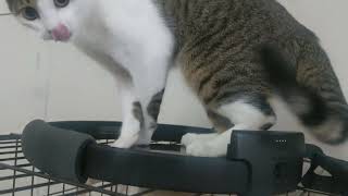 [問題] 有貓咪的貓咪友善咖啡廳