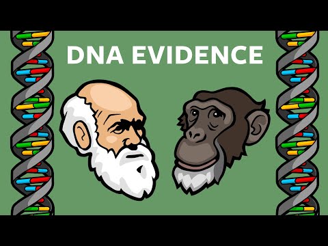 DNA Evidence That Humans & Chimps Share A Common Ancestor: Endogenous Retroviruses