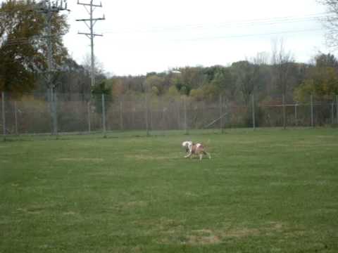 Wallace the Pit Bull