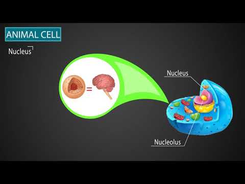 Animal Cell | Science