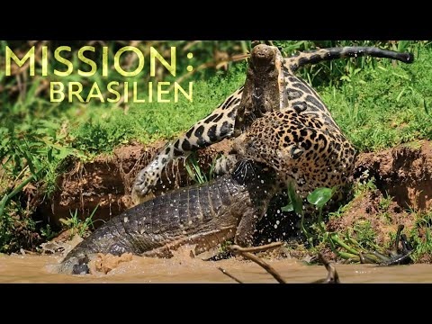 Sehr selten gefilmt: JAGUAR vs. KROKODIL | Mission: Brasilien