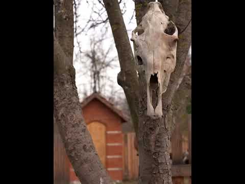 shepherd  style sadj cooking old Rustic dish