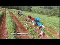 Planting New Coffee On Brazil S Bom Jesus Farm Brazil