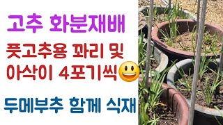 고추 화분재배???? 꽈리, 아삭이 고추 각각 4포기식재???? 두메부추 함께 식재????