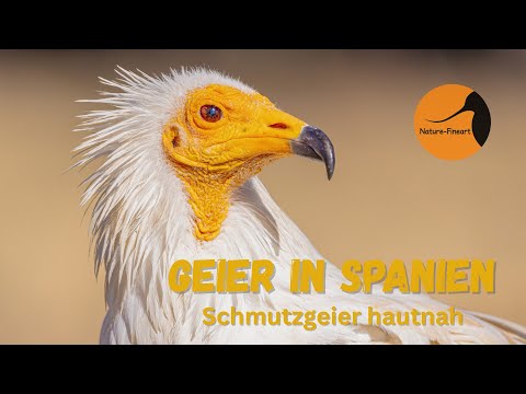 Geier in Spanien: Schmutzgeier hautnah erleben | Vogelfotografie