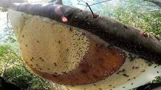 Two brave hunters confront a giant honey bee nest