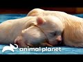 Puppies Puppies And MORE Cute Puppies Too Cute Animal Planet
