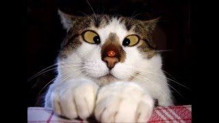Modern Mudd - Nuttin Butt the Blues Performing Cross Eyed Cat by Muddy Waters