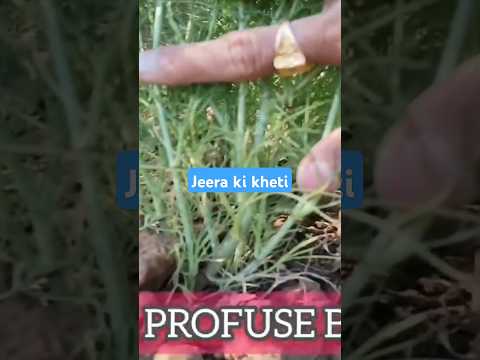Jera ki kheti #farmer #shortvideo @AGRICULTUREINDIA