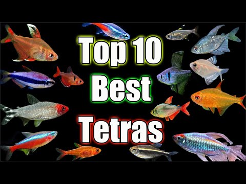 Top 10 BEST Tetras in The World!