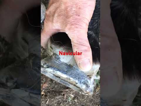 Navicular Horse Gets Bar Shoe with Pads and Gel