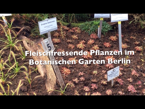 , title : 'Alle fleischfressenden Pflanzen des Botanischen Gartens Berlin! | 1000 Abonnenten-Spezial | Karnico'