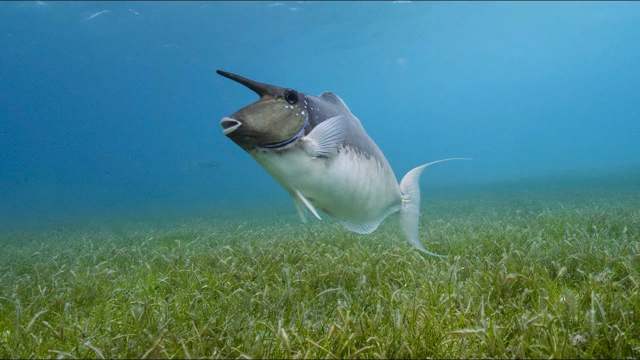 Too Wild- Maldives (Ep 3: Seagrass) #WWFVoices