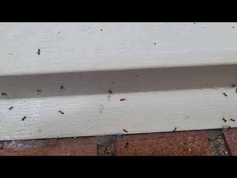 Outside Window Plagued by Ants in Manalapan, NJ