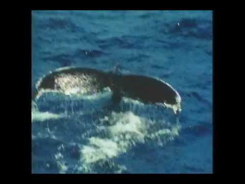 Western Lights- Part 10 Following The Trail Of Lambi