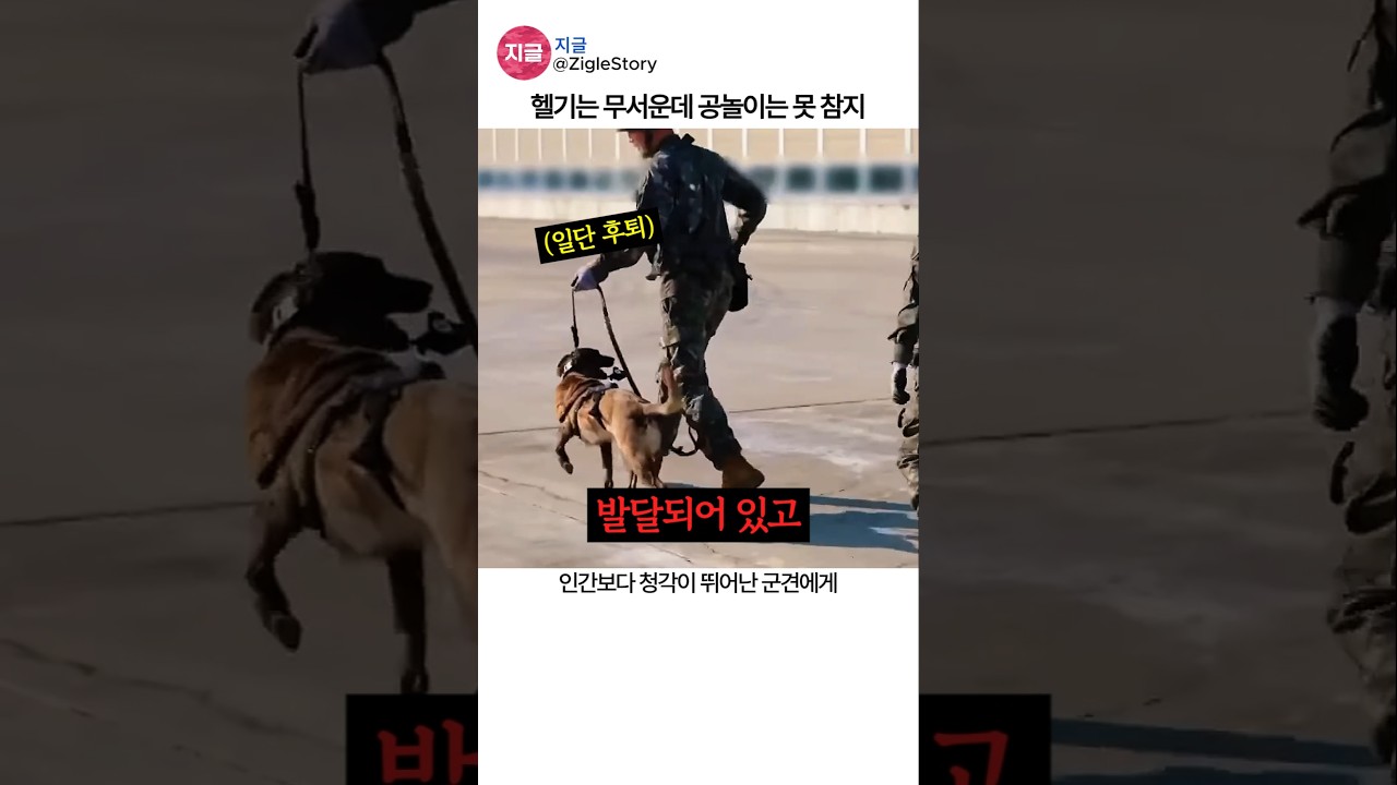 군견의 헬기 공포를 줄이는 훈련법