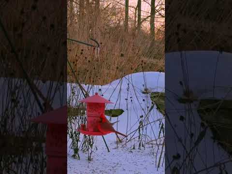 Red cardinal in winter snow #nature  #birds  #wildlife