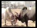 Cow Fight