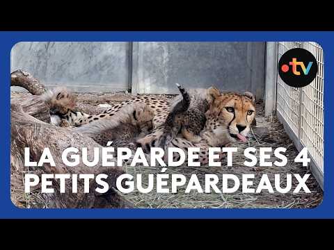 La guéparde et ses guépardeaux au zoo de Montpellier