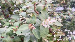 Gladiator Blueberry - Spain, January 2025